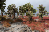Landscape with Prickly-pear Cactus and Sea Purslane