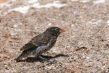 Sharp-beaked Ground Finch - Spitssnavel-grondvink - Geospiza difficilis difficilis