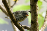 Medium Ground Finch - Middelste Grondvink - Geospiza fortis