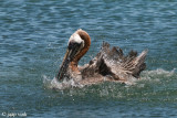 Brown Pelican - Bruine Pelikaan - Pelecanus occidentalis
