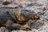 Galapagos Land Iguana - Galapagos Landleguaan - Conolophus subcristatus