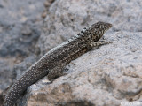 Galapagos Lava Lizard - Galapagos Lavahagedis - Microlophus albemarlensis