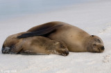 Galapagos Sea Lion - Galapagos Zeeleeuw - Zalophus californianus wollebaeki