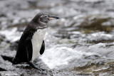 Galpagos Penguin - Galpagospinguin - Sphenisculus mendiculus