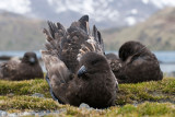 Brown Skua - Bruine Jager - Stercorarius lonnbergi