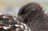 Brown Skua - Bruine Jager - Stercorarius lonnbergi