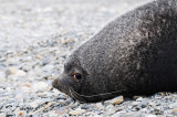 Antarctic Fur Seal - Arctocephalus gazella