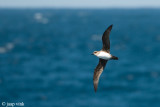 Atlantic Petrel - Schlegel-Stormvogel - Pterodroma incerta
