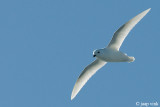 Snow Petrel - Sneeuwstormvogel - Pagodroma nivea