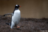 Gentoo Penguin - Ezelspingun - Pygoscelis papua