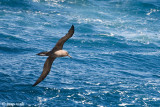 Dark-mantled Sooty Albatross - Zwarte Albatros - Phoebetria fusca