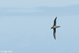 Dark-mantled Sooty Albatross - Zwarte Albatros - Phoebetria fusca