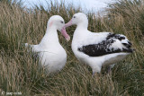 Wandering Albatross - Grote Albatros - Diomedea exulans