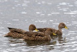 South Georgia Pintail - South Georgia Pijlstaart - Anas georgica georgica