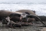 Northern Giant Petrel - Noordelijke Reuzenstormvogel - Macronectes halli