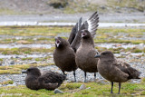 Brown Skua - Bruine Jager - Stercorarius lonnbergi