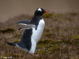 Gentoo Penguin - Ezelspingun - Pygoscelis papua