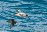 White-chinned Petrel - Witkinstormvogel - Procellaria aequinoctialis