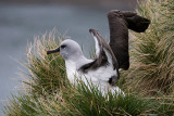 Grey-headed Albatross - Grijskopalbatros - Thalassarche chrystostoma