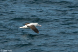 Northern Royal Albatross - Noordelijke Koningsalbatros - Diomedea sanfordi