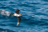 Atlantic Petrel - Schlegel-Stormvogel - Pterodroma incerta