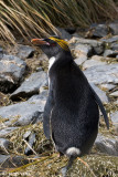 Macaroni Penguin - Macaronipingun - Eudyptes chrysolophus