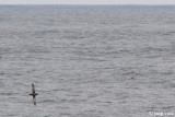 Sooty Shearwater - Grauwe Pijlstormvogel - Puffinus griseus