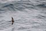 Wilsons Storm-petrel - Wilson-stormvogeltje - Oceanites oceanicus