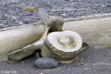 Remainders of the Whaling Industry - Overblijfselen van de Walvisvaart