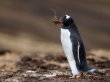 Gentoo Penguin - Ezelspingun - Pygoscelis papua