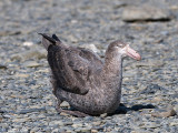 Northern Giant Petrel - Noordelijke Reuzenstormvogel - Macronectes halli