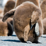 King Penguin - Koningspingun - Aptenodytes patagonicus