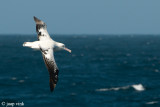 Wandering Albatross - Grote Albatros - Diomedea exulans