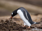 Gentoo Penguin - Ezelspingun - Pygoscelis papua