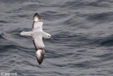 Southern Fulmar - Grijze Stormvogel - Fulmarus glacialoides