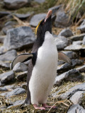 Macaroni Penguin - Macaronipingun - Eudyptes chrysolophus