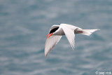 Antarctic Tern - Antarctische Stern - Sterna vittata georgiae