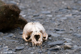 Skull of Antarctic Fur Seal - Schedel van een Antarctische Pelsrob