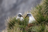 Grey-headed Albatross - Grijskopalbatros - Thalassarche chrystostoma