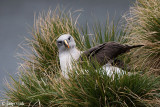 Grey-headed Albatross - Grijskopalbatros - Thalassarche chrystostoma