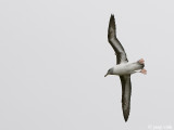 Grey-headed Albatross - Grijskopalbatros - Thalassarche chrystostoma