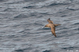 Dark-mantled Sooty Albatross - Zwarte Albatros - Phoebetria fusca