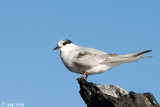 Antarctic Tern - Antarctische Stern - Sterna vittata georgiae