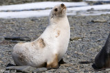 Antarctic Fur Seal - Antarctische Pelsrob - Arctocephalus gazella