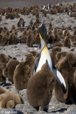 King Penguin - Koningspingun - Aptenodytes patagonicus