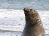 Southern Elephant Seal - Zeeolifant - Mirounga leonina