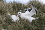 Wandering Albatross - Grote Albatros - Diomedea exulans