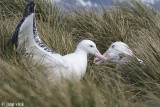 Wandering Albatross - Grote Albatros - Diomedea exulans