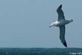 Wandering Albatross - Grote Albatros - Diomedea exulans