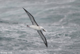 Atlantic Yellow-nosed Albatross - Geelbekalbatros - Thalassarche chlororhynchos